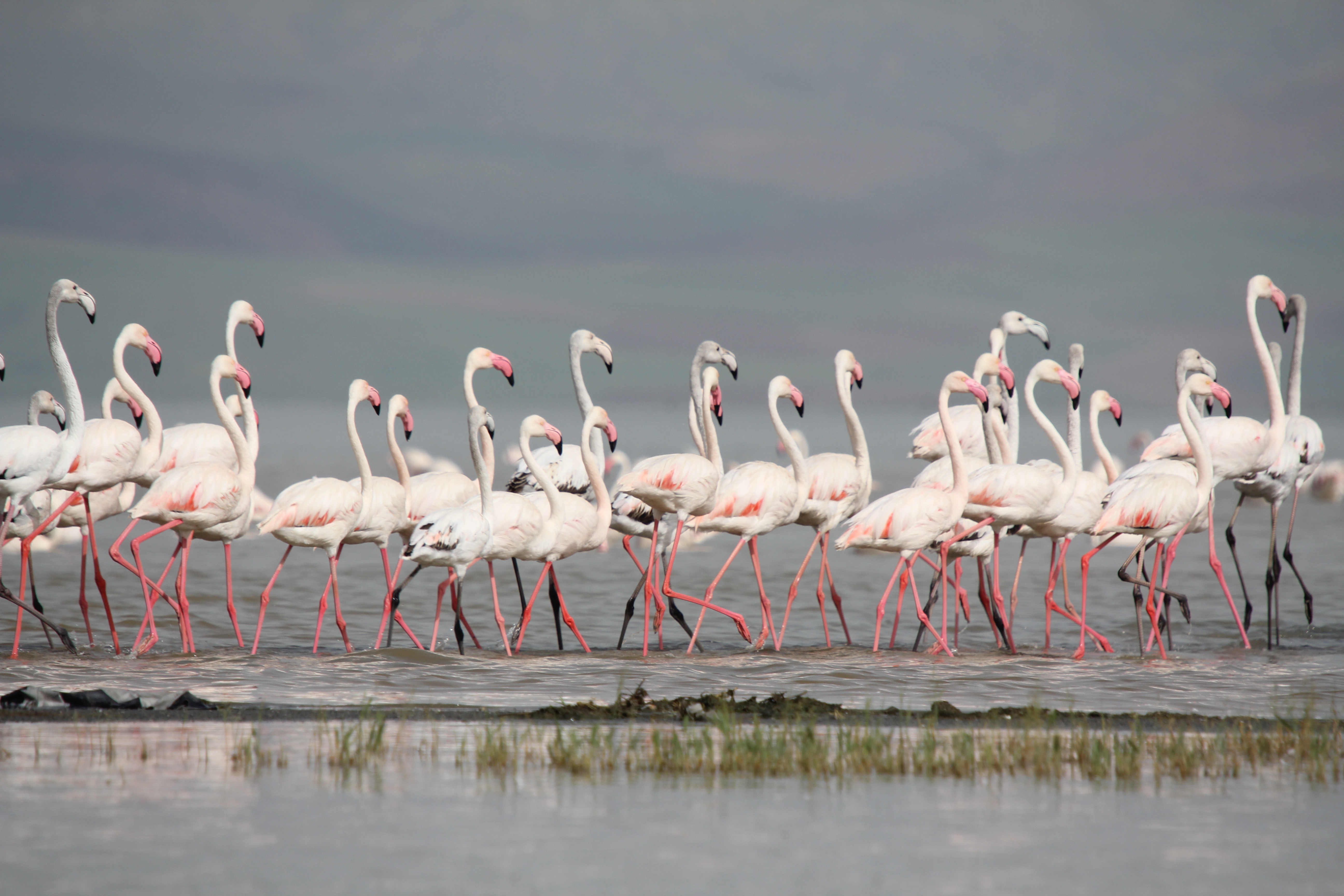 Erçek Gölü Flamingolar