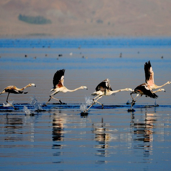 Erçek Gölü Flamingoları